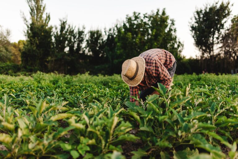 Les montants de l’aide à la production agricole à verser aux agriculteurs en 2024 ont été déterminés