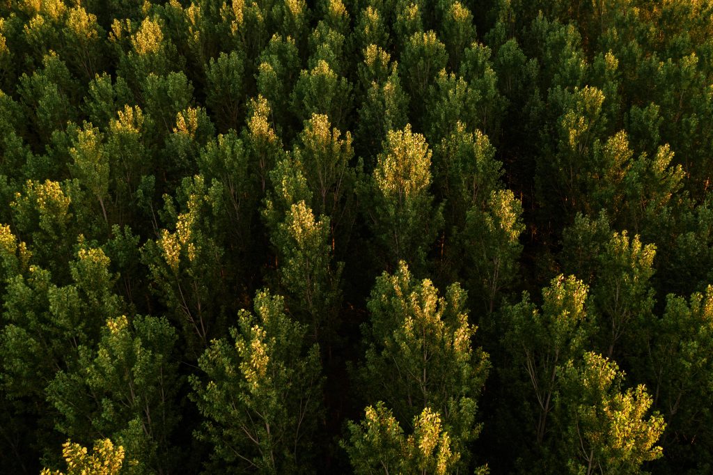 Le règlement de l’UE sur les produits sans déforestation entre en vigueur