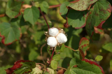 A New Step Towards Sustainability from Better Cotton Initiative ‘Regenerative Agriculture’ Standards Updated