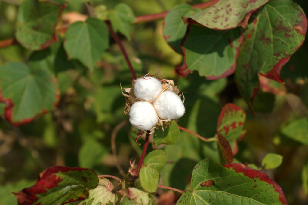 A New Step Towards Sustainability from Better Cotton ‘Regenerative Agriculture’ Standards Updated