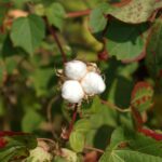 A New Step Towards Sustainability from Better Cotton ‘Regenerative Agriculture’ Standards Updated