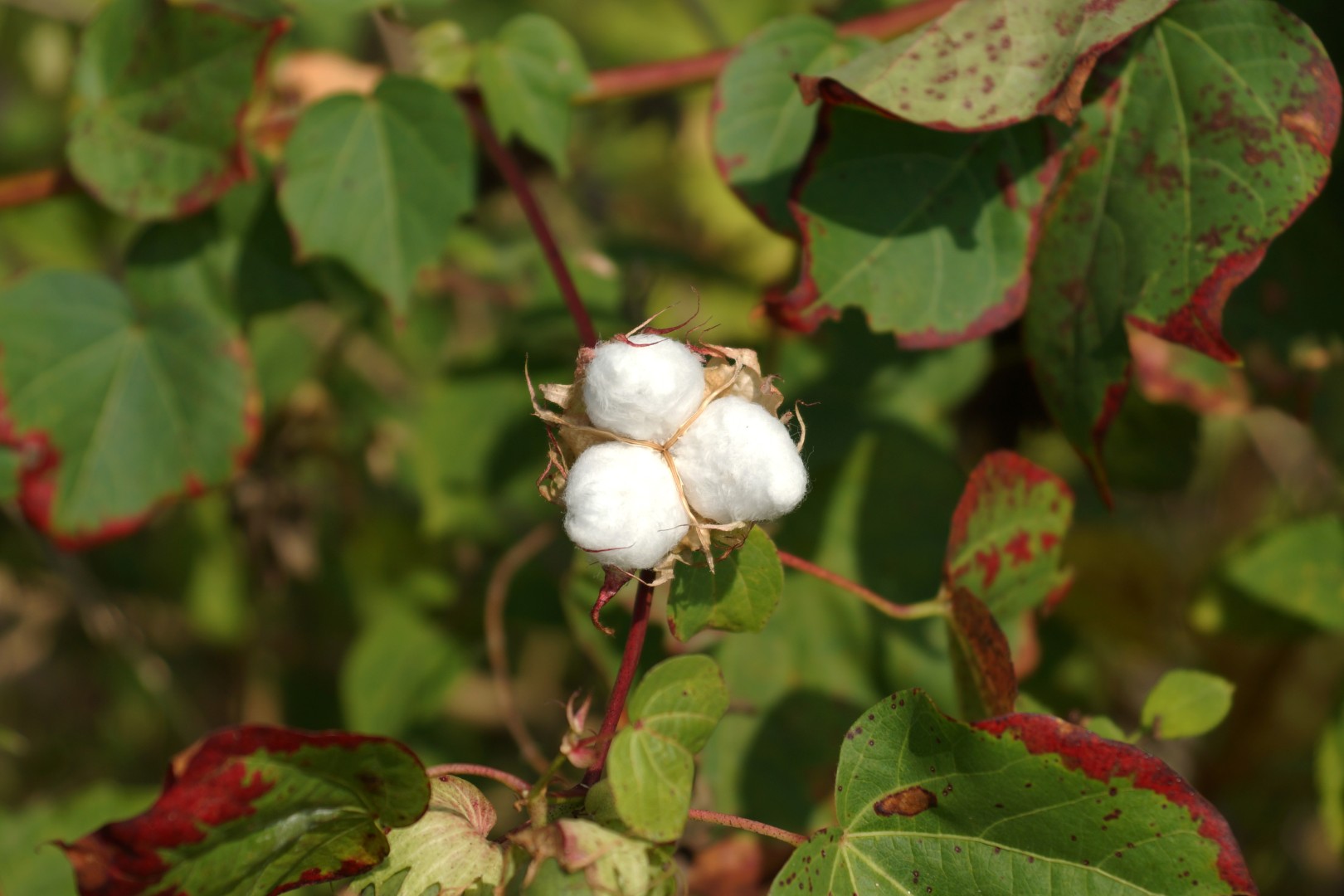 A New Step Towards Sustainability from Better Cotton ‘Regenerative Agriculture’ Standards Updated