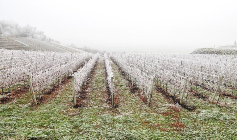 Agricultural Products Hit by Agricultural Frost in 36 Provinces