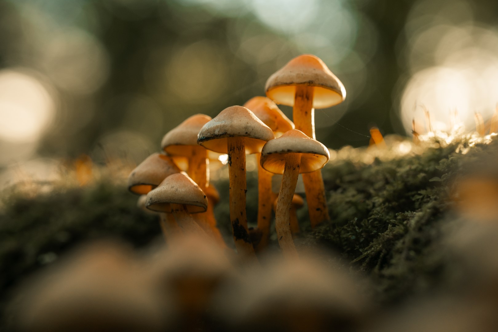 An Innovative Approach to Fast Fashion Waste in Europe Textile Waste Can Be Repurposed Through Mushrooms