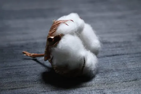 Better Cotton Initiative Supplier Training Programme