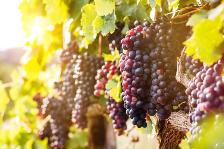 Paquet de soutien historique de l&rsquo;Union européenne aux producteurs de vin