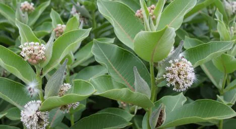 India Pioneers Eco-Friendly Winterwear with Milkweed Fibre Innovation