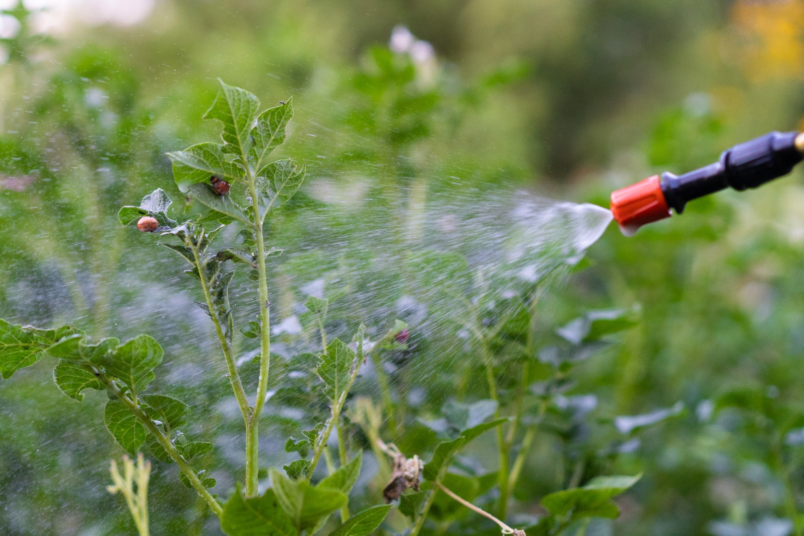 New Step from the European Commission Pesticide Monitoring in Food to Begin in 2026