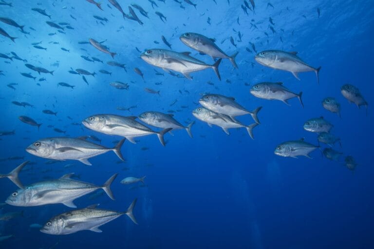 Nouveau règlement de l&rsquo;UE relatif à la traçabilité et au contrôle dans la chaîne d&rsquo;approvisionnement des produits de la mer