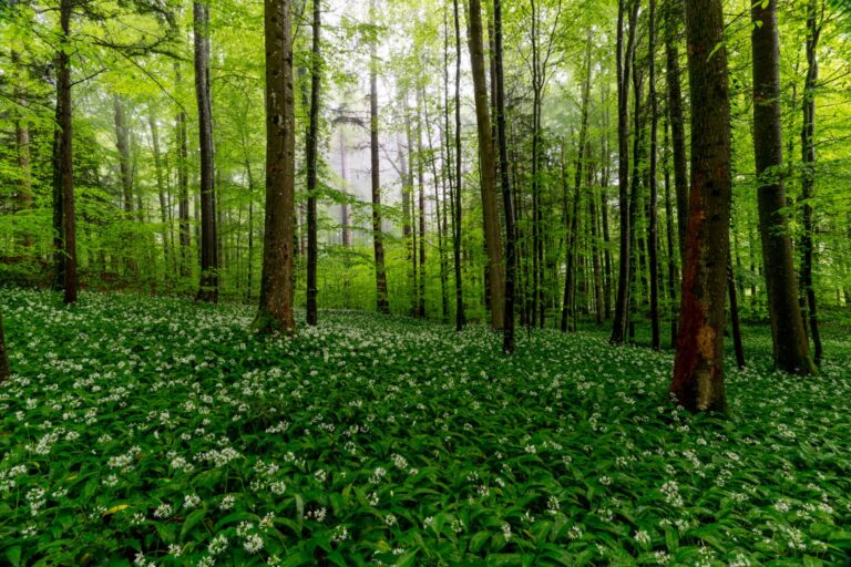 Rainforest Alliance renforce son équipe de direction avec deux nominations stratégiques