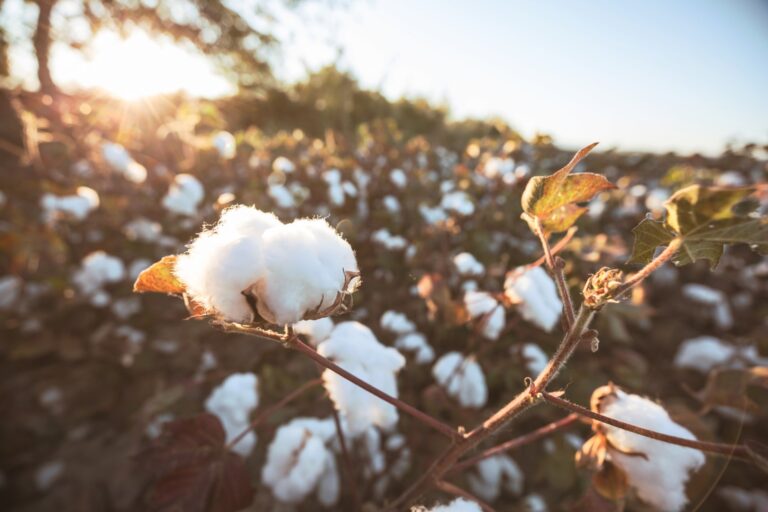 Textile Exchange publie une étude d&rsquo;analyse du cycle de vie pour le coton